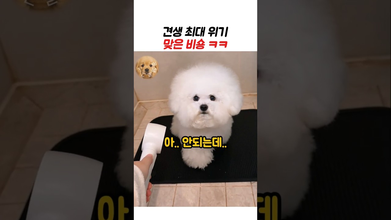견생 최대 위기 맞은 비숑ㅋㅋ #강아지 #동물