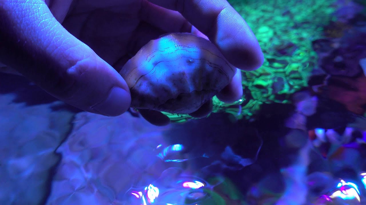 Derasa Clam did not make it  =(