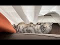 ソファと窓の隙間に挟まっている猫に密着！