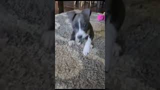 Cutest Pitbull Puppy 6 Weeks