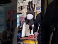 俺 参 上 #shorts