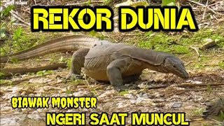 Poin tiga ekor biawak