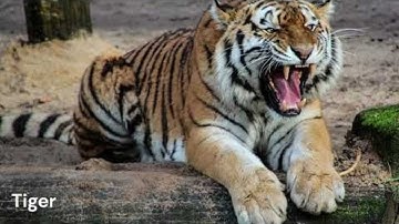 5 Big Cats Sound Effects: Tiger, Lion, Jaguar, Leopard, Puma