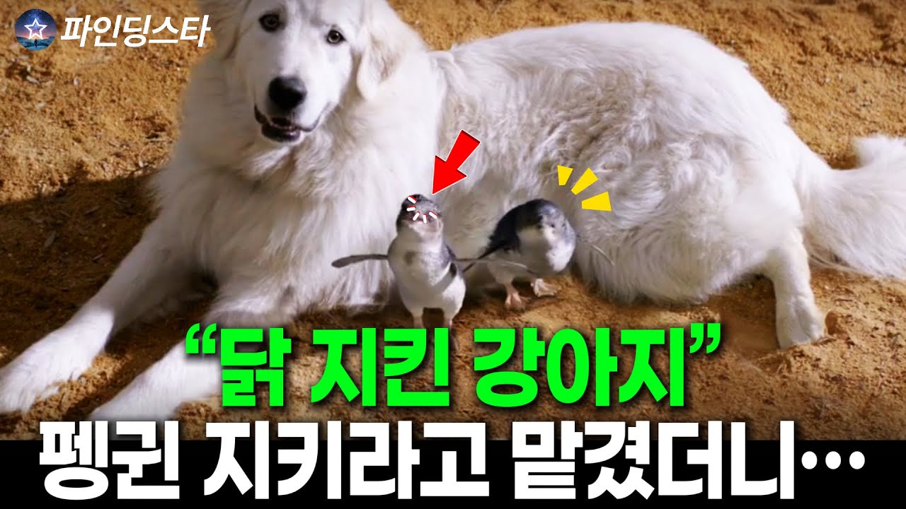 닭 1만 마리 지킨 개, 27마리 펭귄 지키라고 맡겨놓았더니...결국
