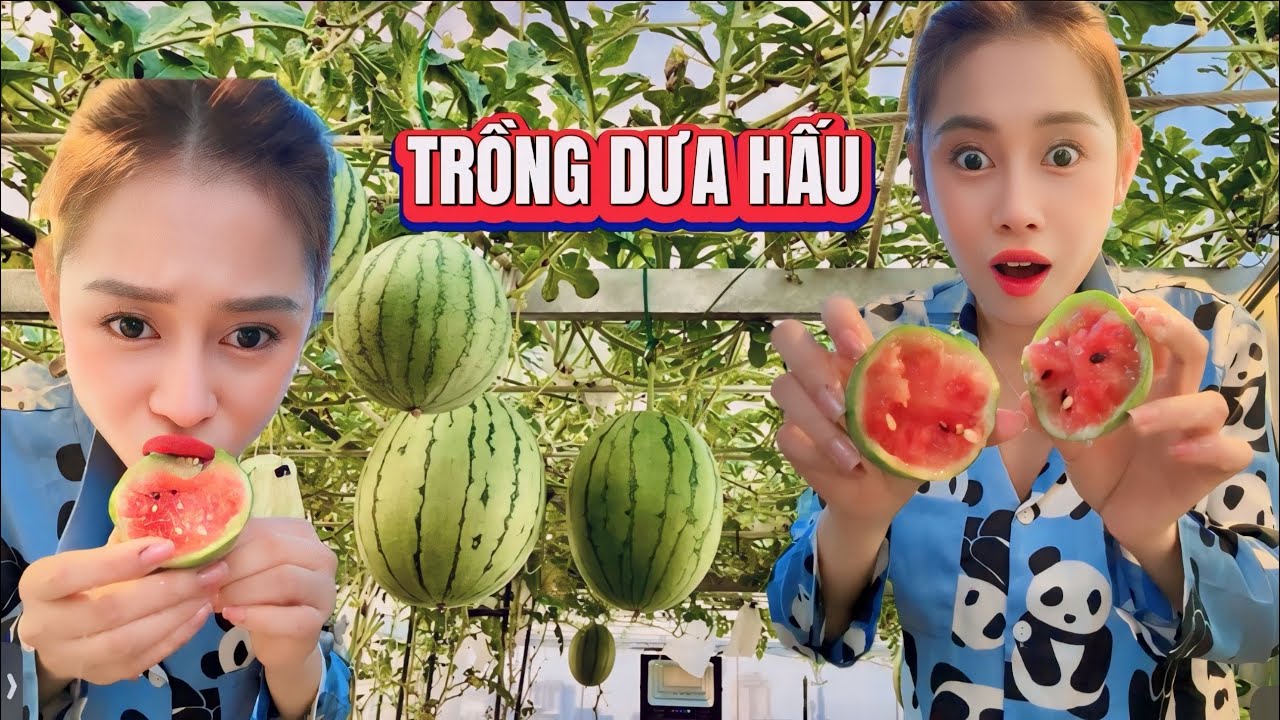 Trồng Dưa Hấu Trên Sân Thượng Có Gì Vui ???