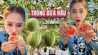 Trồng Dưa Hấu Trên Sân Thượng Có Gì Vui ???