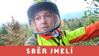 Sběr jmelí