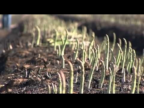 Video: Cultivo De Espárragos Caupí, Variedades Fructíferas De Esta Planta