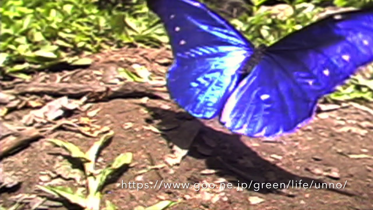 南米のモルフォチョウ Morpho Butterflies from South America - YouTube