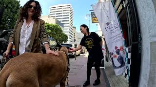 Cash 2.0 Great Dane in Little Tokyo downtown Los Angeles 11