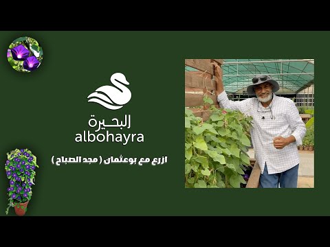 فيديو: مجد الصباح - لف الجرس