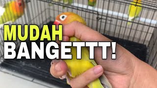 Cara mudah dan cepat mencari untulan lovebird