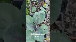 Cabbage on the Rocks farming food garden gardening home kitchen backyard farm container