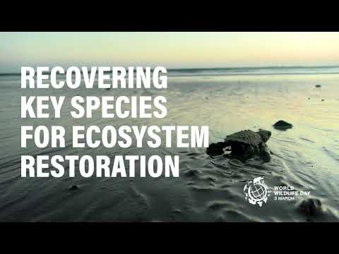 World Wildlife Day 2022 - Recovering key species for ecosystem restoration