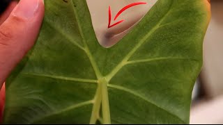 Dealing With Spider Mites Guide | Alocasia Frydek