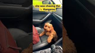 She was chasing the kangaroos  #cavapoopuppy #cavoodle #puppy #australia #sweetpuppy #cavapoo