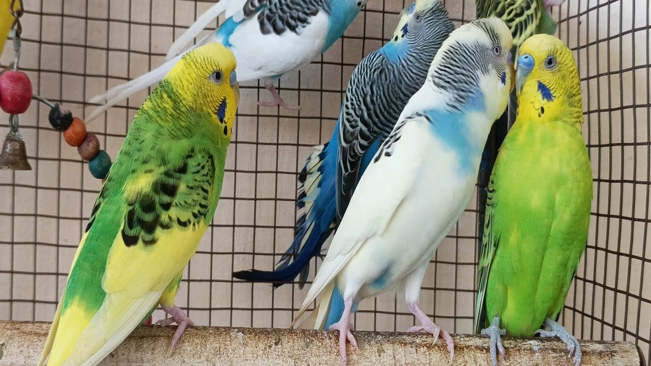 12-hour-singing-budgies-are-the-happiest-birds-in-the-world-youtube