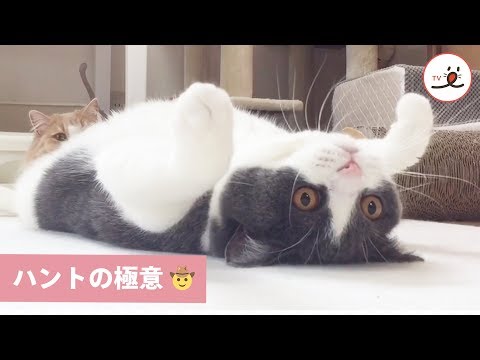 ニャンコ師匠が魅せる、寝たままハント術😎【PECO TV】