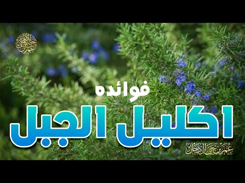 الدكتور عمر بن يحيى آل دخان يتحدث عن فوائد إكليل الجبل والجرعات المناسبة