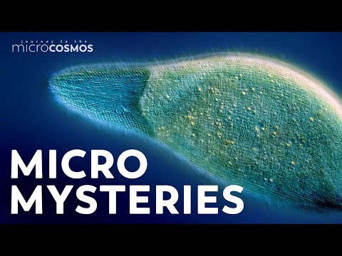 Unsolved Mysteries of the Microcosmos