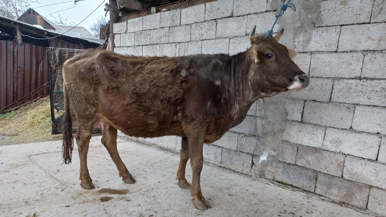 БУГУЗИ ШВЕД НАЗДИК 904580010.  10 марта 2026 г.