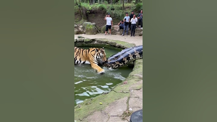 Which is more powerful, a tiger or a python? Who will become food?😮 #youtubeshorts