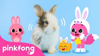 baby rabbits jump cute rabbit song baby animals song pinkfong official for kids