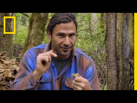 Encountering a Deadly Pit Viper | Primal Survivor