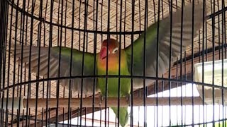 lovebird ngetik gacor