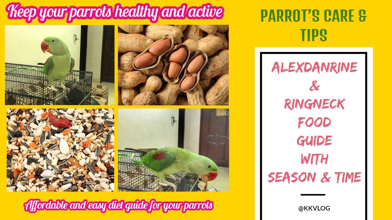 alexandrine parrot food online
