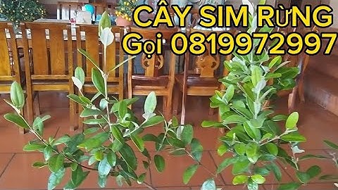 VDO 67/ Tâm sự đầu xuân/Bán cây sim rừng toàn quốc loại thân lùn đã ra 1 vụ hoa