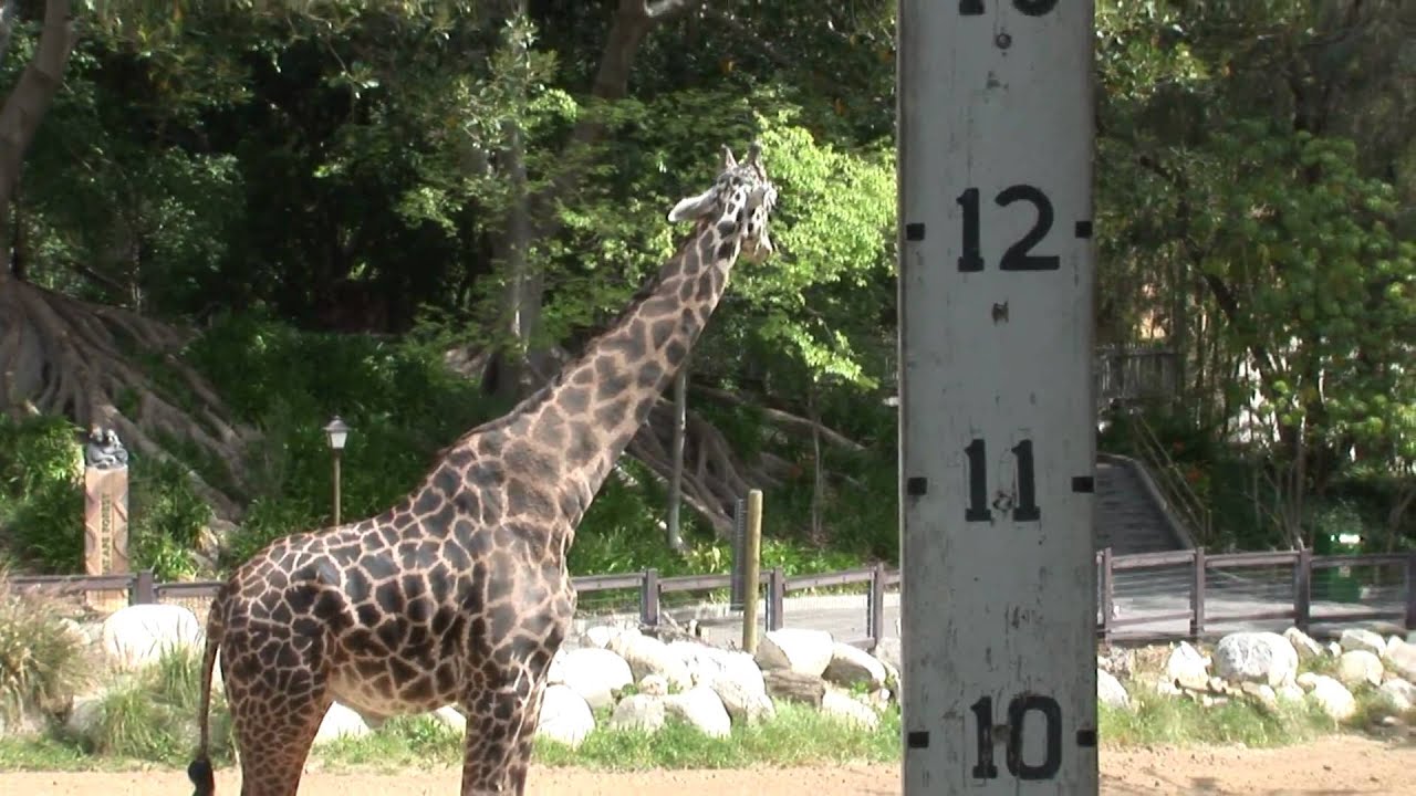Giraffe Next To Measuring Stick And Behind Fence_Zoo free video clips background