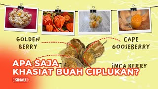 Cara membuat teh ciplukan golden berry