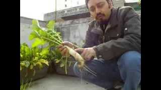 organic farming, rooftop radish farm in India 2014