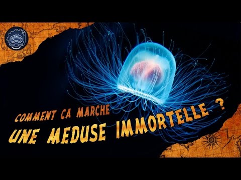 Vidéo: Quelle méduse peut vivre éternellement ?