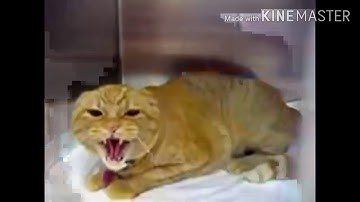 Preview 2 Bad Cat V1.1