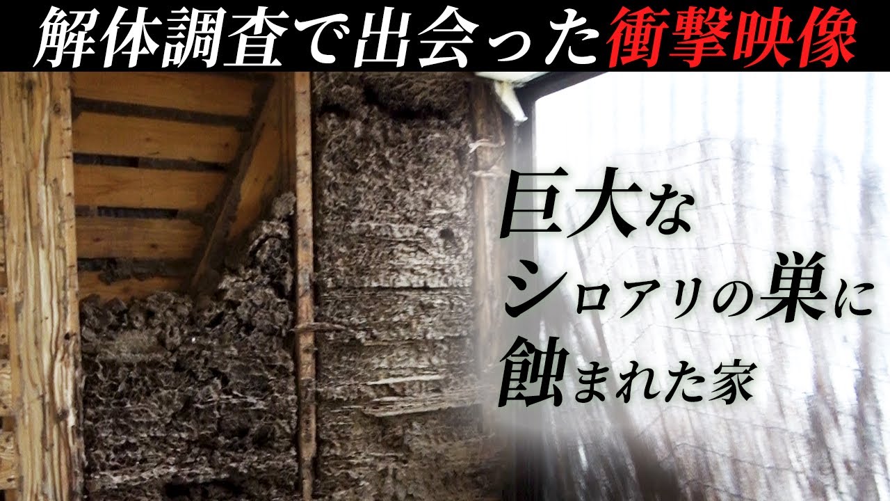 【衝撃】シロアリに侵食された家！築36年木造住宅を解体調査！