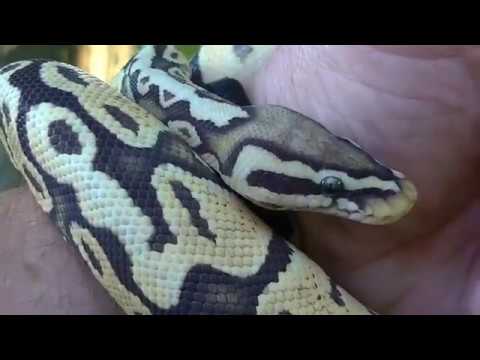 Meet our Pastel Orange Ghost Ball Python "Bodhi"