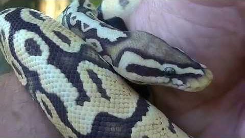 Meet our Pastel Orange Ghost Ball Python "Bodhi"