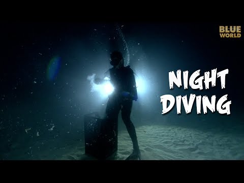 Night Diving! | JONATHAN BIRD'S BLUE WORLD