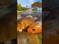 😎 🎣 Все получится. Успех будет.  #рыбак #рыбалка #жириновский #успех #мотивация