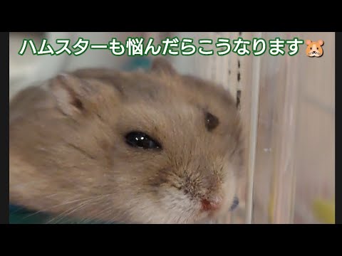 ハムスターも悩んだらこうなります🐹