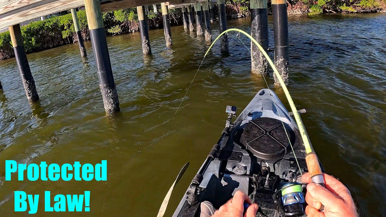 Sheepshead Bait Crab Substitute? You Judge! Plus Redfish and Snook!