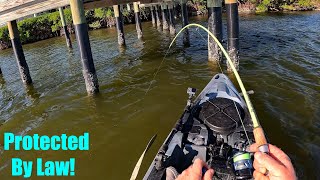 Sheepshead Bait Crab Substitute? You Judge! Plus Redfish and Snook!