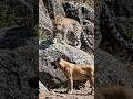 jungle ka rule. #ai #aivideo #leopard #dog
