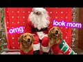 My Dogs Meet Santa Claus!