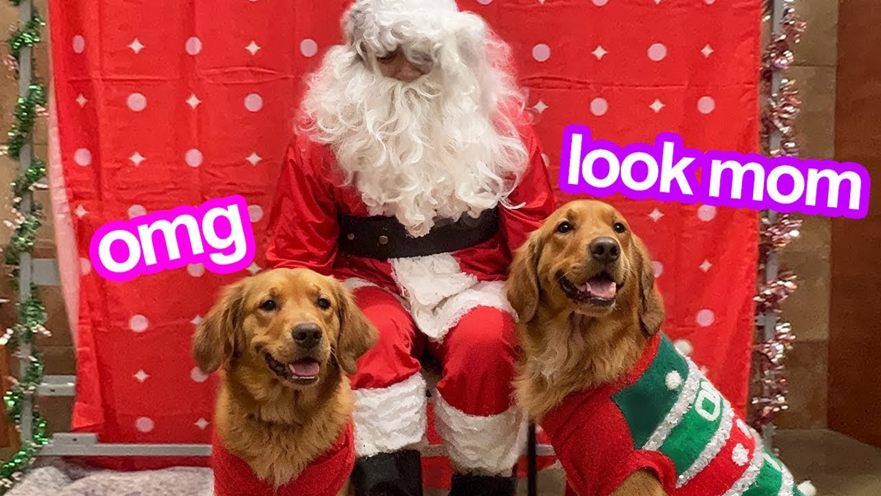 My Dogs Meet Santa Claus!