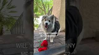 Did a CORGI just get asked to PROM?!