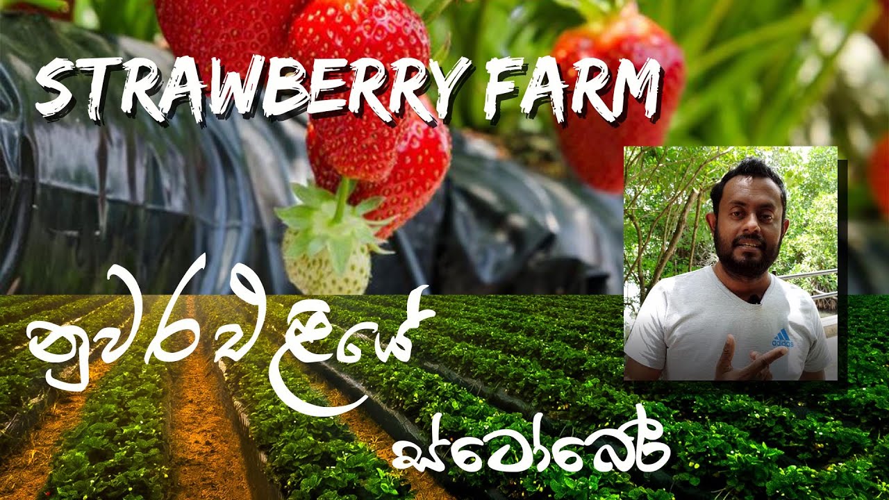 Strawberry Farm Ambewela Sri Lanka YouTube