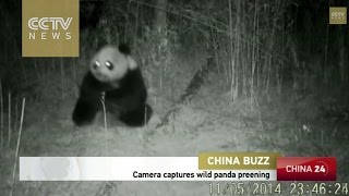 Wild panda “dressing up” caught on camera